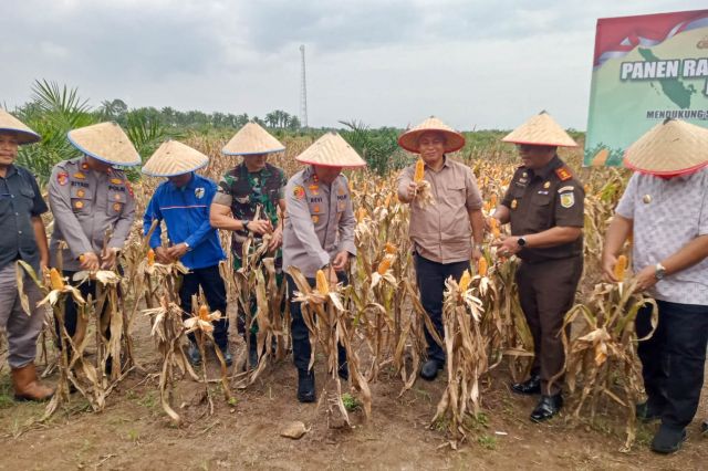 PANEN RAYA JAGUNG SERENTAK KUARTAL III, POLRES DAN FORKOPIMDA ASAHAN DUKUNG SWASEMBADA PANGAN DAERAH
